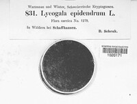 Lycogala epidendrum image